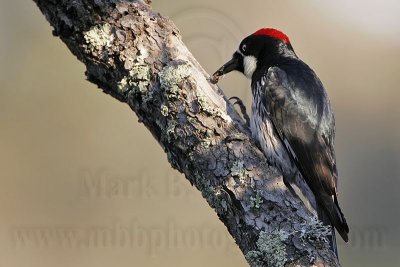 _MG_3238 Acorn Woodpecker.jpg