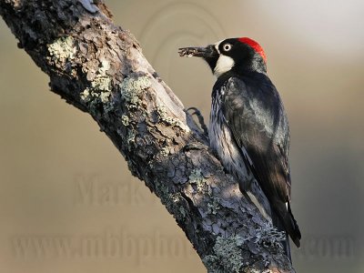 _MG_3239 Acorn Woodpecker.jpg