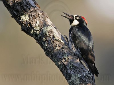 _MG_3248 Acorn Woodpecker.jpg