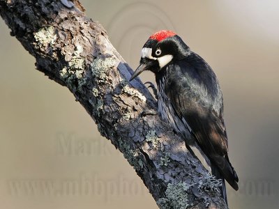 _MG_3252 Acorn Woodpecker.jpg