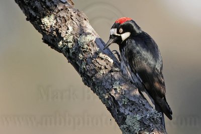_MG_3253 Acorn Woodpecker.jpg