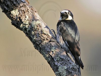 _MG_3255 Acorn Woodpecker.jpg