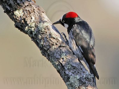 _MG_3259 Acorn Woodpecker.jpg