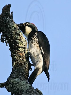 _MG_3267 Acorn Woodpecker.jpg