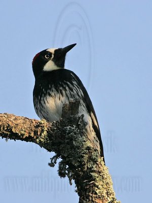 _MG_3268 Acorn Woodpecker.jpg