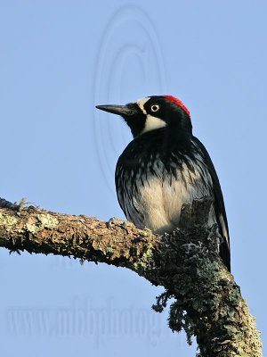 _MG_3273 Acorn Woodpecker.jpg