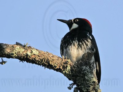 _MG_3275 Acorn Woodpecker.jpg