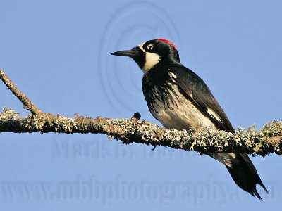 _MG_3295 Acorn Woodpecker.jpg