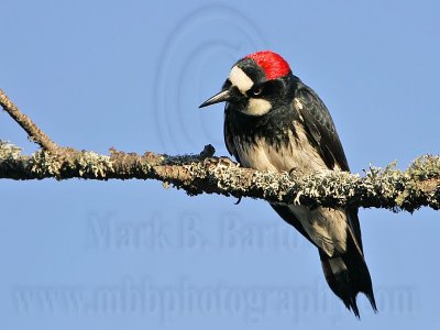 _MG_3304 Acorn Woodpecker.jpg
