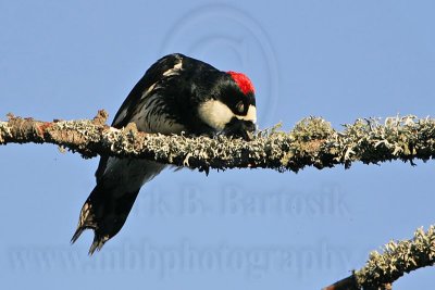 _MG_3313 Acorn Woodpecker.jpg