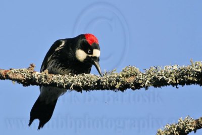 _MG_3314 Acorn Woodpecker.jpg