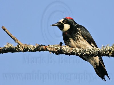 _MG_3316 Acorn Woodpecker.jpg