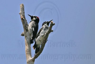 _MG_9330 Acorn Woodpecker.jpg