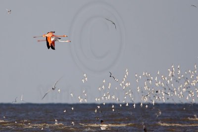 _MG_0002 Greater Flamingo.jpg