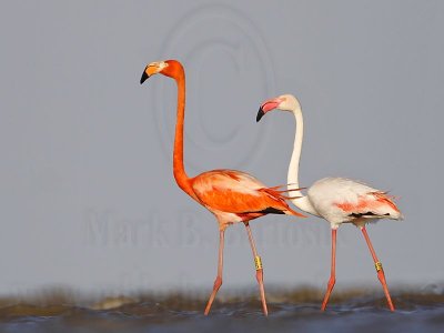 _MG_0177 Greater Flamingo.jpg