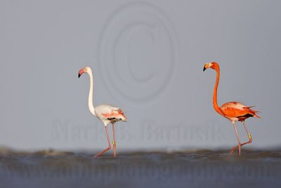 _MG_0206 Greater Flamingo.jpg