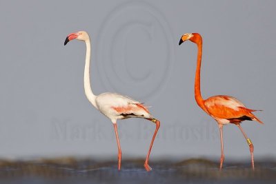 _MG_0215 Greater Flamingo.jpg