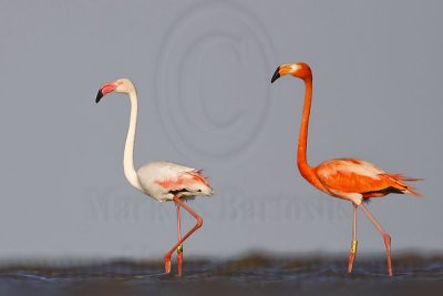 _MG_0226 Greater Flamingo.jpg