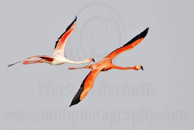 _MG_0348 Greater Flamingo.jpg
