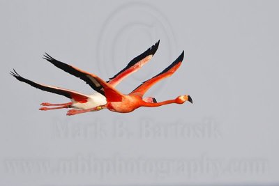 _MG_0361 Greater Flamingo.jpg