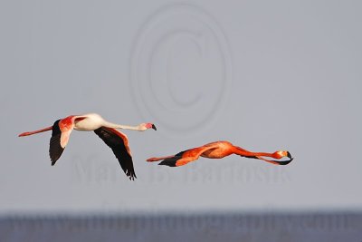 _MG_0366 Greater Flamingo.jpg