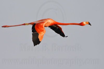 _MG_0377 Greater Flamingo.jpg