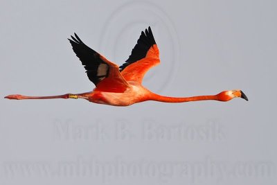 _MG_0378 Greater Flamingo.jpg