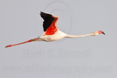 _MG_0385 Greater Flamingo.jpg