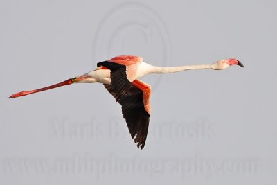 _MG_0386 Greater Flamingo.jpg