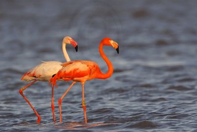 _MG_0611 Greater Flamingo.jpg