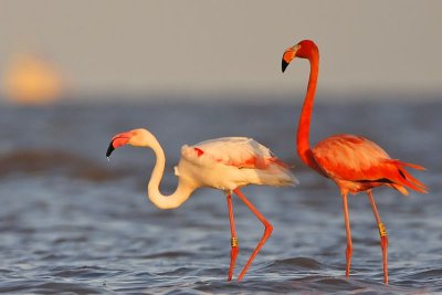 _MG_0646 Greater Flamingo.jpg