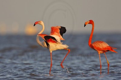 _MG_0648 Greater Flamingo.jpg