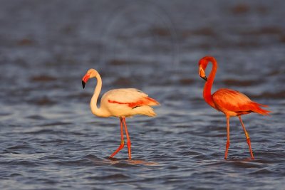 _MG_0670 Greater Flamingo.jpg