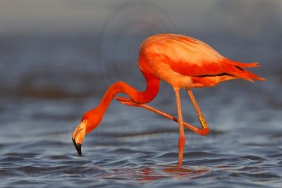 _MG_0685 Greater Flamingo.jpg