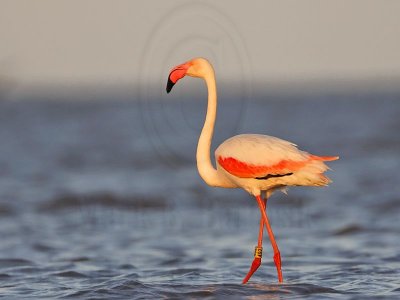 _MG_0740 Greater Flamingo0.jpg
