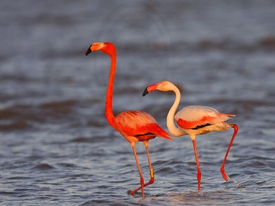_MG_0754 Greater Flamingo.jpg