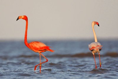 _MG_0767 Greater Flamingo.jpg