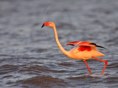 _MG_0791 Greater Flamingo.jpg