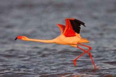 _MG_0802 Greater Flamingo.jpg
