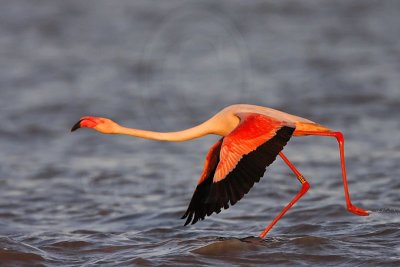 _MG_0804 Greater Flamingo.jpg