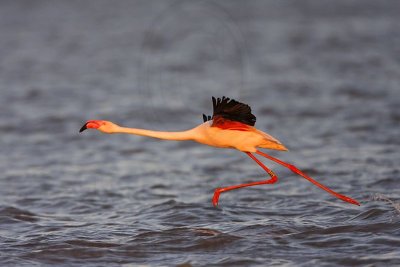 _MG_0806 Greater Flamingo.jpg