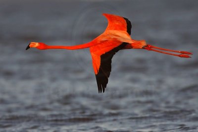 _MG_0819 Greater Flamingo.jpg
