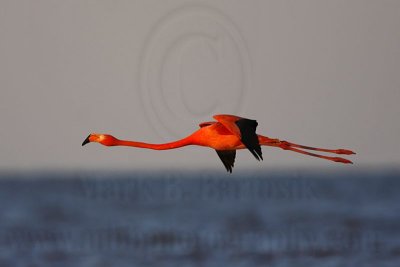 _MG_0823 Greater Flamingo.jpg