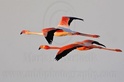 _MG_0837 Greater Flamingo.jpg