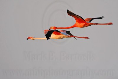 _MG_0839 Greater Flamingo.jpg