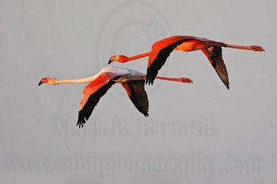 _MG_0840 Greater Flamingo.jpg