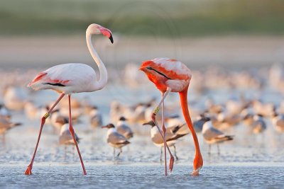 _MG_0880 Greater Flamingo.jpg