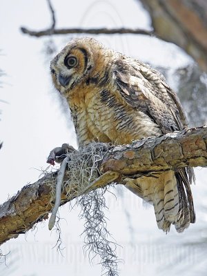 _MG_1990 Great Horned Owl.jpg