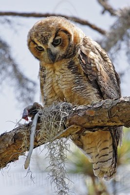 _MG_2014 Great Horned Owl.jpg