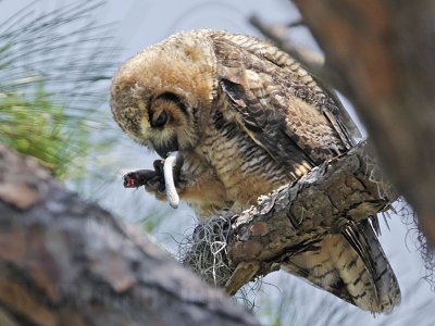 _MG_2098 Great Horned Owl.jpg